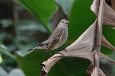 DSC04316 - Taiga Flycatcher @ RDBT.JPG