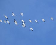 snow goose detail.jpg