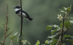 DSC00803 Cape Batis @ The Ark.JPG