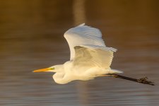 flying egret.jpg