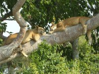 P1210672red1400 tree climbing lions.jpg