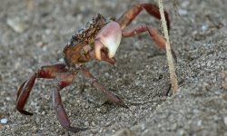 000 Crab - Mexico Nuevo Vallarta - 16Oct29 - 09-740.jpg