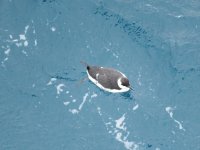 Guillemot 1.jpg