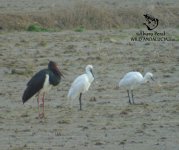 where to see black stork in donana.jpg