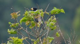 DSC05829 Chinese Grosbeak @ Tai Lam Tunnel.JPG