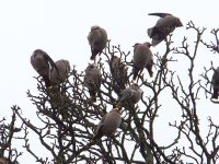 DSCF8862-1 waxwing sutton clfld.jpg