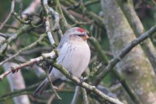 A._Redpoll_-_short_beak.jpg