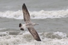 Heuglin's Gull (01) - Copy.jpg