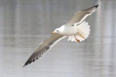 Heuglin's Gull (01) - Copy.jpg