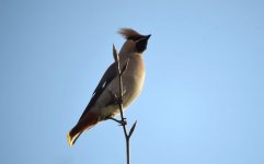 Waxwing1.jpg