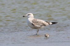 Heuglin's Gull (18) - Copy.jpg