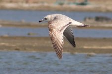 Mongolian Gull (10) - Copy.jpg