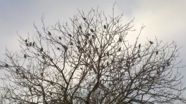 2016-01-29_waxwings_castle_vale.jpg