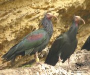 Northern Bald Ibis in Spain.jpg