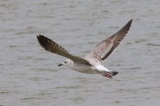 Heuglin's Gull (04) - Copy.jpg