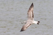 Heuglin's Gull (03) - Copy.jpg