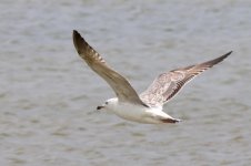 Heuglin's Gull (02) - Copy.jpg