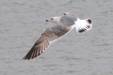 Heuglin's Gull (06) - Copy.jpg