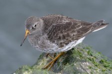 purple sandpiper barnegat NJ D500 300PF_DSC0439.jpg