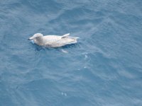 Glauc 2 resize.jpg