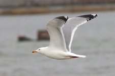 Mongolian Gull (01) - Copy.jpg