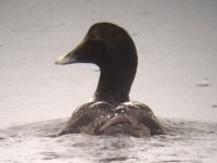 Eider -Juvenile.JPG