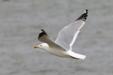 Mongolian Gull (02) - Copy.jpg