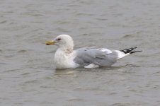 Heuglin's Gull (10) - Copy.jpg