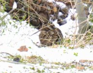 Woodcock Vaggelis Spatharis‎ 080117.JPG