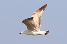 Mongolian Gull (06) - Copy.jpg