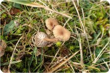 Fungi-13-5.jpg