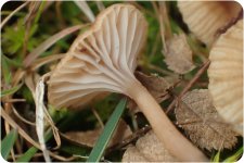 Fungi-14-6.jpg