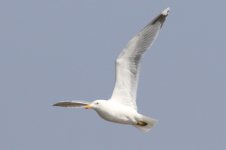 Mongolian Gull (01) - Copy.jpg