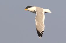 Mongolian Gull (30) - Copy.jpg