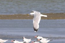 Caspian Gull (02) - Copy.jpg