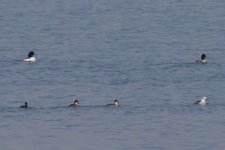 Smew (Foreground) - Goosander (Background).jpg