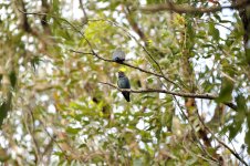 dollarbirds WW syd D3s 200-500mm_DSC4680.jpg