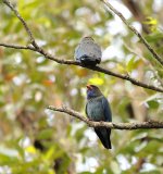 dollarbirds WW syd crop D3s 200-500mm_DSC4680.jpg