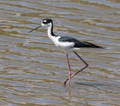 Black-Necked Stilt 3-11-2017.jpg