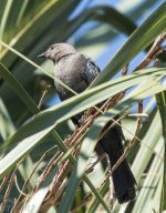 Brewers Blackbird 3-11-2017.jpg