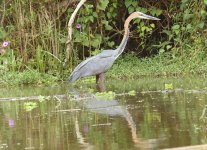 P1220570_cropret goliath heron red1400.jpg