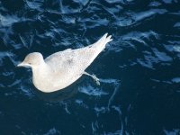 2nd Glauc resize.jpg