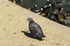 ROCK DOVE 2017 WM RS 0001.jpg