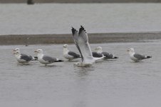 Heuglin's Gull (06) - Copy.jpg