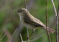 Willow Warbler_0772.jpg