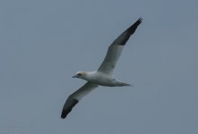 Northern Gannet   - P 3-13-2017.jpg