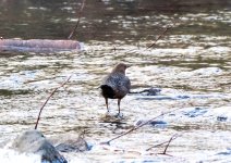 Dipper 17 jan 3 (1 of 1).jpg