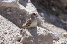 Bare-faced Ground-Dove ch 1.jpg