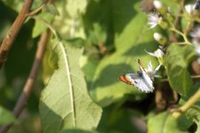 7589 Query Common Orange Tip on bitter tea bush  Kwaggaspan 6 June.jpg