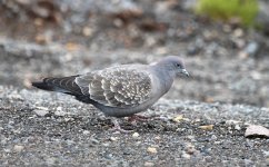 Spot-winged Pigeon ch 1.jpg